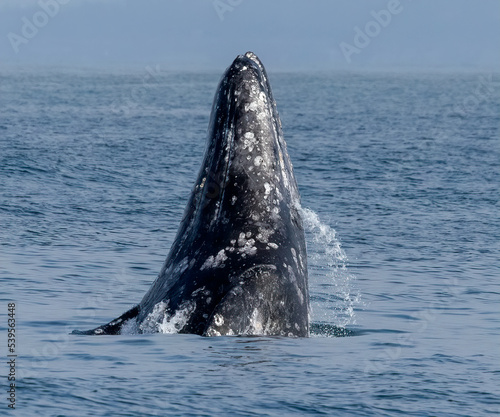 Gray Whale