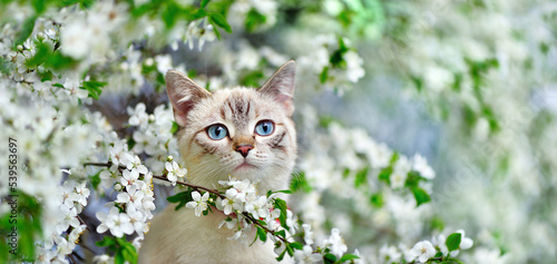 Fototapeta Naklejka Na Ścianę i Meble -  Wide wallpaper of a tabby cat at the blooming tree