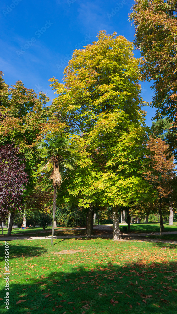 Naklejka premium forest of ocher-leafed trees in autumn