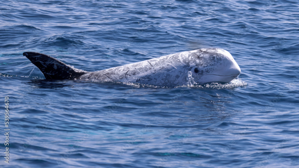 Obraz premium Rissos Dolphin