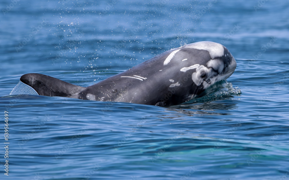 Obraz premium Rissos Dolphin