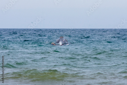 Ballena Franca austral jugando cerca de la costa