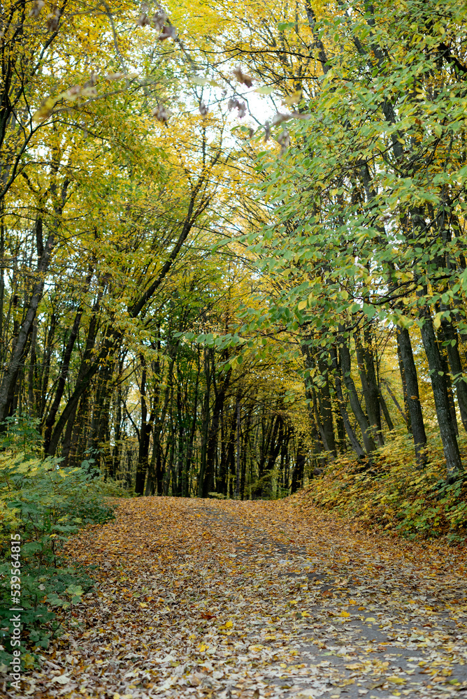 Fototapeta premium The landscape was shot in the warm autumn on a bright sunny day In the photo, a road running through a forest full of trees with yellow leaves.