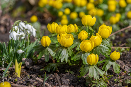 Foto Bunch of Eranthis hyemalis flowering plants, common winter aconite in bloom, ear