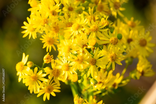 yellow flowers in spring