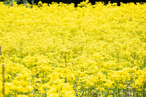 field of yellow flowers