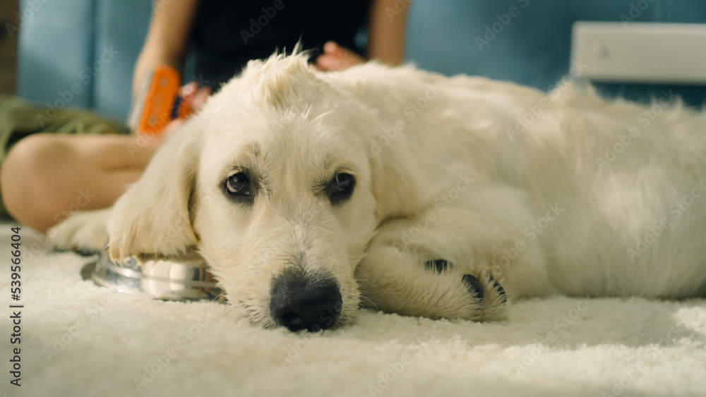 Girl creating hairstyle for dog, combing wool, wetting curls, sitting on mild carpet, spending leisure time together with pet, dog relaxing. Golden retriever. Girl creating hairstyle for dog, combing wool, wetting curls, sitting on mild carpet, spending leisure time together with pet, dog relaxing. Golden retriever.
