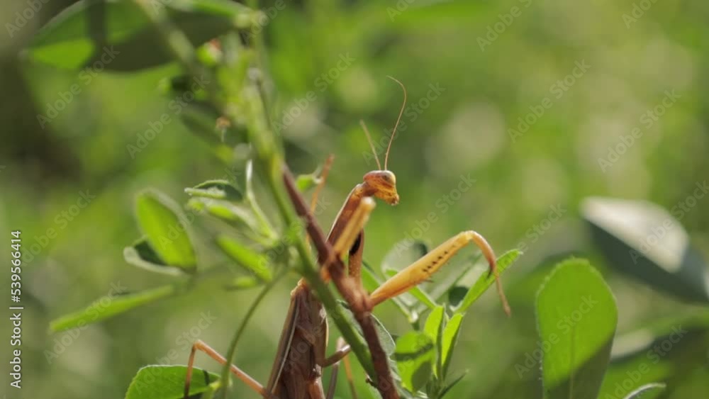 A beautiful praying mantis that basks in the sun and pretends to be invisible A beautiful praying mantis that basks in the sun and pretends to be invisible