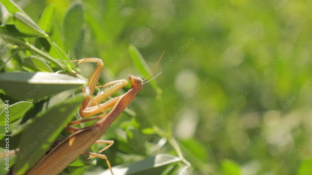A beautiful praying mantis that basks in the sun and pretends to be invisible A beautiful praying mantis that basks in the sun and pretends to be invisible
