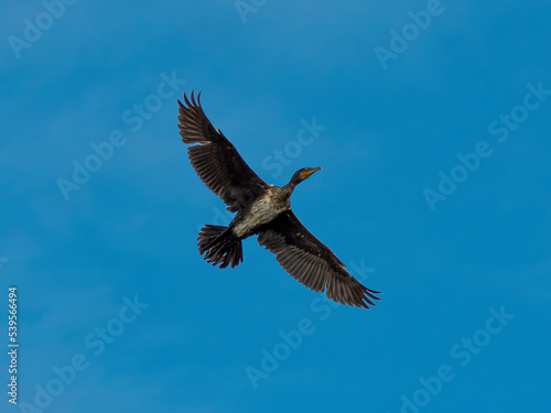 Black Cormorant in flight against the sky. © JT Foto - Dron