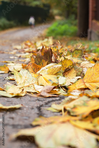 Autumn old leaves lie on the road. Selective focus