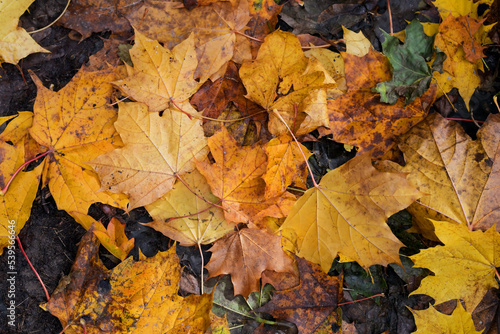 Yellow maple leaves lie on the ground. Autumn background, selective focus