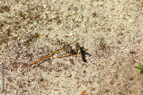 Blue-winged Grasshopper 