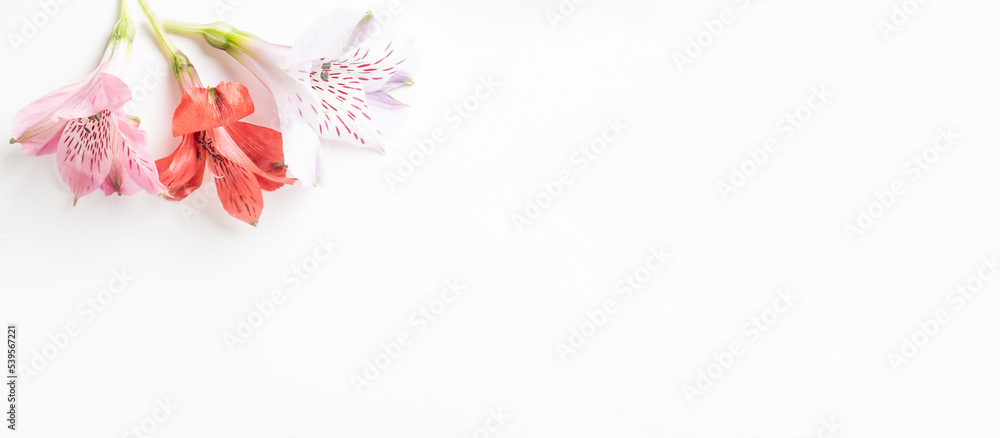 Astormelia flowers on white background, banner. Floral background blank for design with place for text, panorama