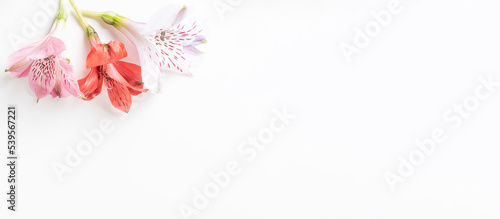 Astormelia flowers on white background, banner. Floral background blank for design with place for text, panorama © Firuza