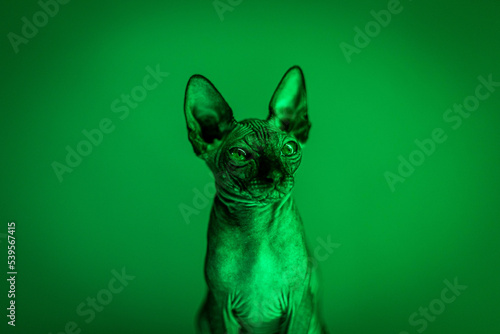 A gray cat-sphinx sits on a green background. Hairless sphynxes are a prime example of a cat breed that arose out of the will of chance. photo