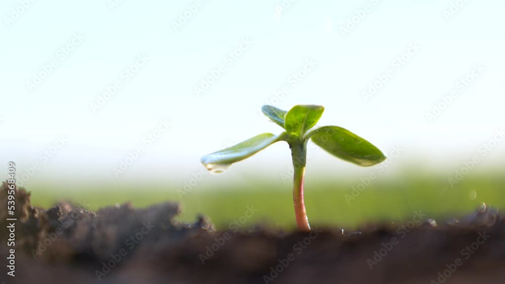 Agriculture. A farmer hand water green sprout. Green seedling in soil. Agriculture concept. Water drops, life of young sprout. Sprouted seed in fertile soil. Farmer hand waters young seedling in soil Agriculture. A farmer hand water green sprout. Green seedling in soil. Agriculture concept. Water drops, life of young sprout. Sprouted seed in fertile soil. Farmer hand waters young seedling in soil