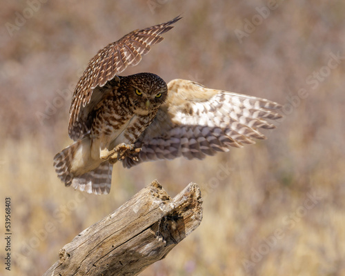 Burrowing Owl