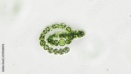 Blue-green spiral filamentous cyanobacteraum. Seen under a biological microscope, bright field, 40x objective. Focus change to reveal different layers