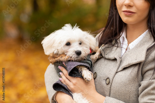 Woman holds cute Maltese pet dog on hands like baby in autumn park. Maltipoo wears warm clothes (coat, jacket,hoodie).Taking care of little puppy. Dog apparel and accessories concept. Horizontal