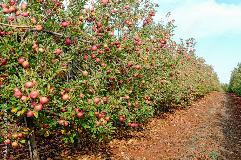 Apples hanging from tree branches in an apple orchard Apples hanging from tree branches in an apple orchard