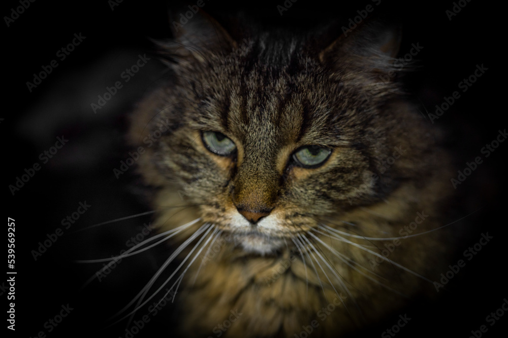 Tabby green eyes cat head with dark background interior