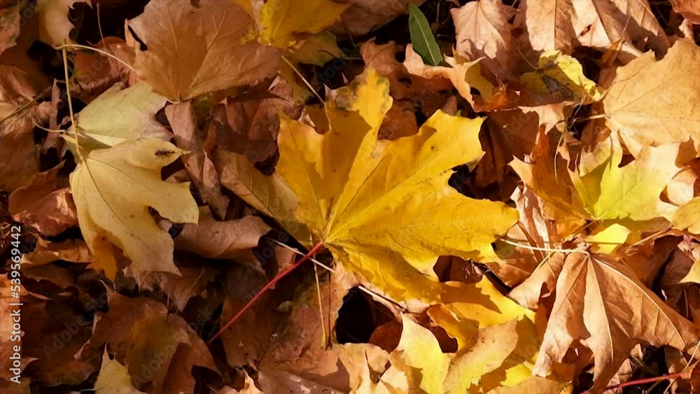 Road in the park with yellow leaves. Selective focus. Road in the park with yellow leaves. Selective focus.