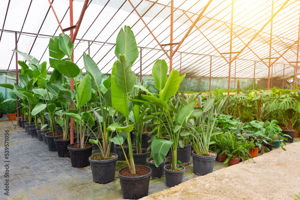 Strelitzia nicolai is grown in greenhouses in huge pots lined up for sale and landscaping parks, residential and office spaces. Plant growing industry for landscaping.