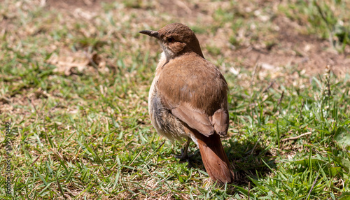 Wallpaper Mural Photograph of a Rufous hornero found in Canoas, Rio Grande do Sul, Brazil.	 Torontodigital.ca