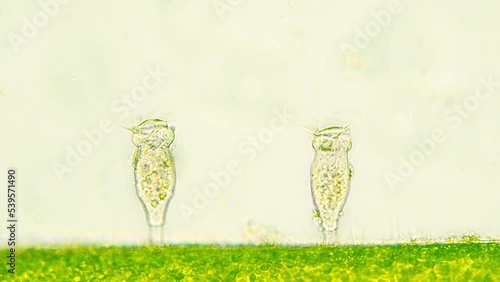 Two vorticellas attached to green algae branch. Making water flow with cilias and contracting body in case of danger. Seen in optical miscoscope 40x objective