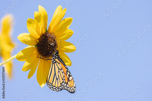 Photography A monarch butterfly with wings closed collects nectar from a common sunflower on a bright autumn day with clear blue sky in the background