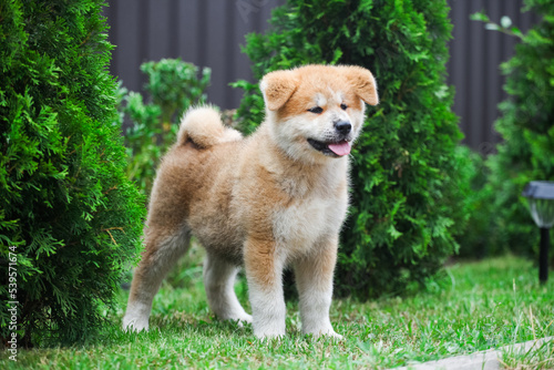 Japanese akita inu puppy in the park