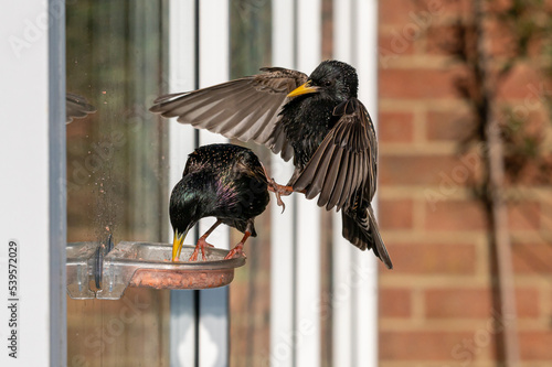 Male common startling, sturnus vulgaris, perched on a suet window feeder as a female bird flies in