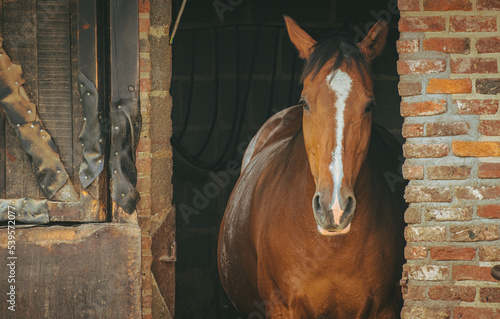 Portrait of beautiful brown horse looking out of brick stable