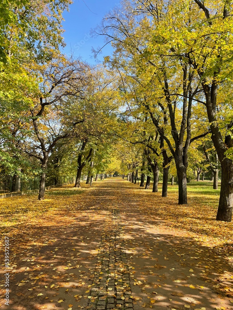 Fototapeta premium autumn in the park