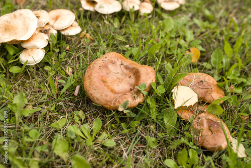 Mushrooms in the forest. Mushrooms grow on the ground in the autumn forest. Mushrooms on the grass. Picking mushrooms in the forest.