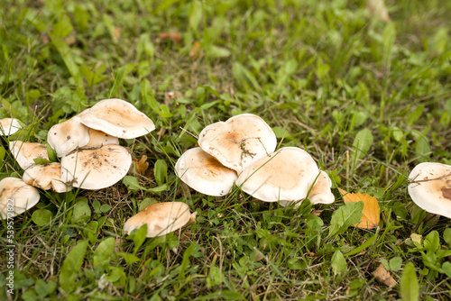 Mushrooms grow in the forest . Beige mushrooms in the forest. Mushrooms grow in the grass.