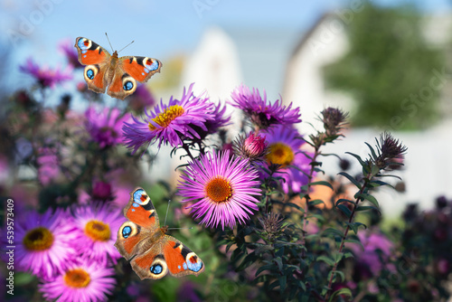 Blooming autumn asters and butterflies, on a defocused street background. Selective focus photo