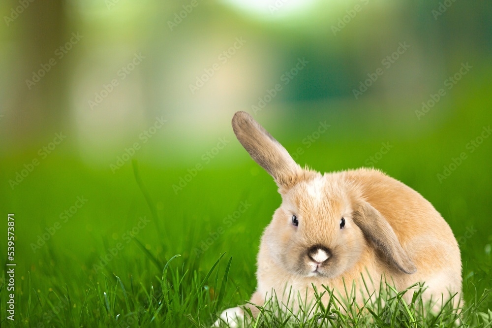 Fototapeta premium Little wild rabbit or bunny on the green grass.