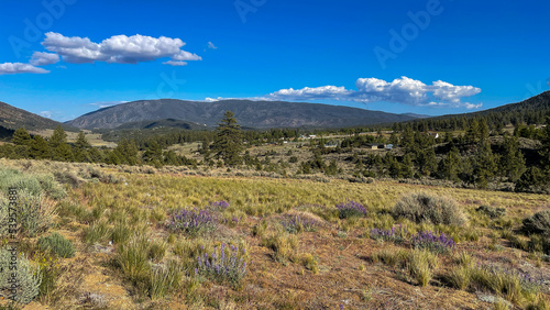 Lupine Bloom in Cuddy Valley, Kern County photo