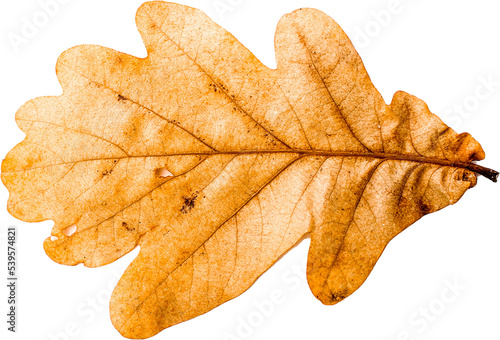 Autumn leaf png transparent