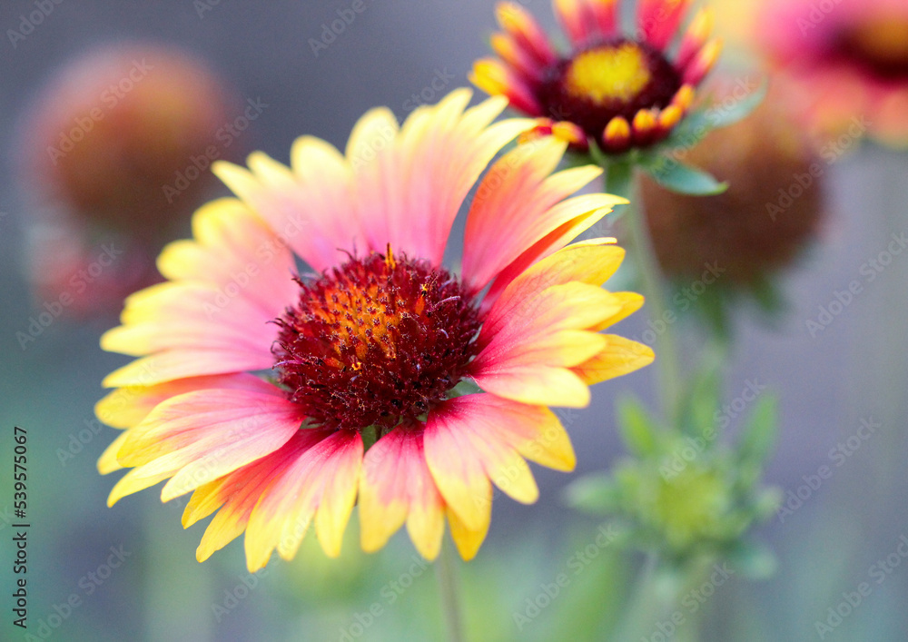 colorful flower colorful flower