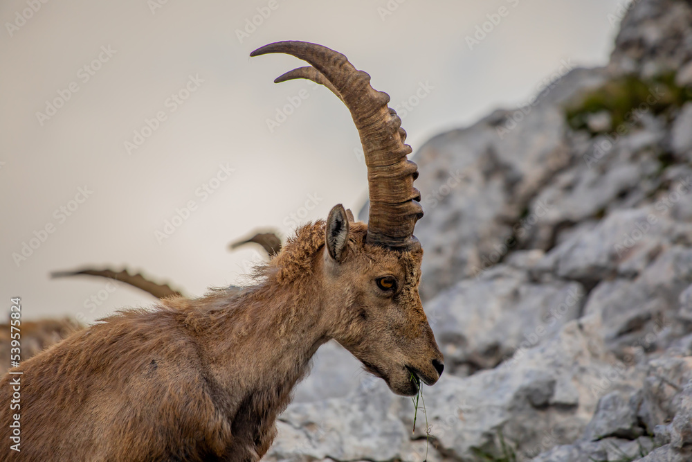 Alpine ibex picture taken in Julian alps, Slovenia	