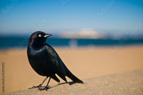Common blackbird in the sandy beach, close-up