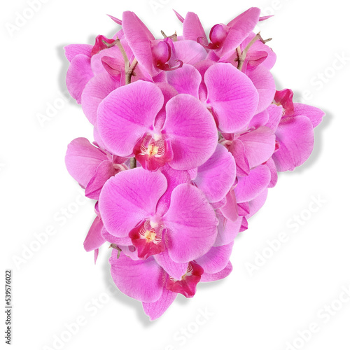 flower of the phalaenopsis orchid. Png file © Adi sunu munarto