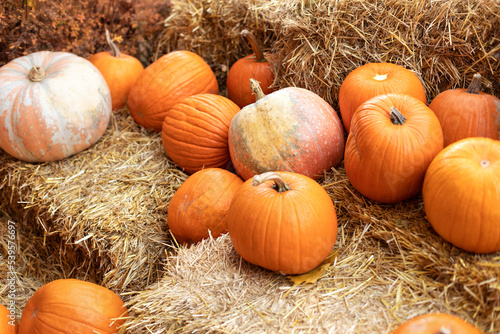 Rustic Fall Pumpkins and straw Background. Autumn festival. Halloween decoration at home. Stylish fall decor of exterior building. Orange halloween pumpkins on stack of hay or straw in sunny day. 