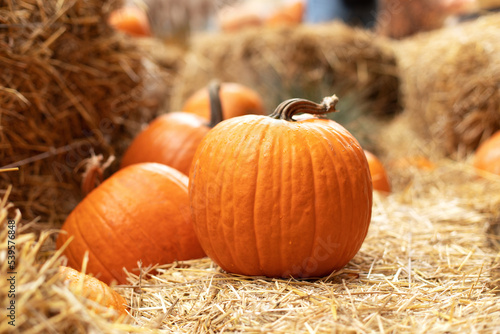 Rustic Fall Pumpkins and straw Background. Autumn festival. Halloween decoration at home. Stylish fall decor of exterior building. Orange halloween pumpkins on stack of hay or straw in sunny day.	