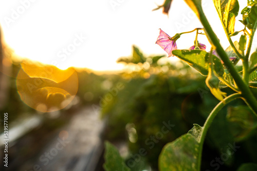 Purple eggplant blossom in sunlight