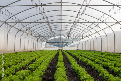 Greenhouse in a farm , Greenhouse cultivation as an all-season fruit and vegetable growing method