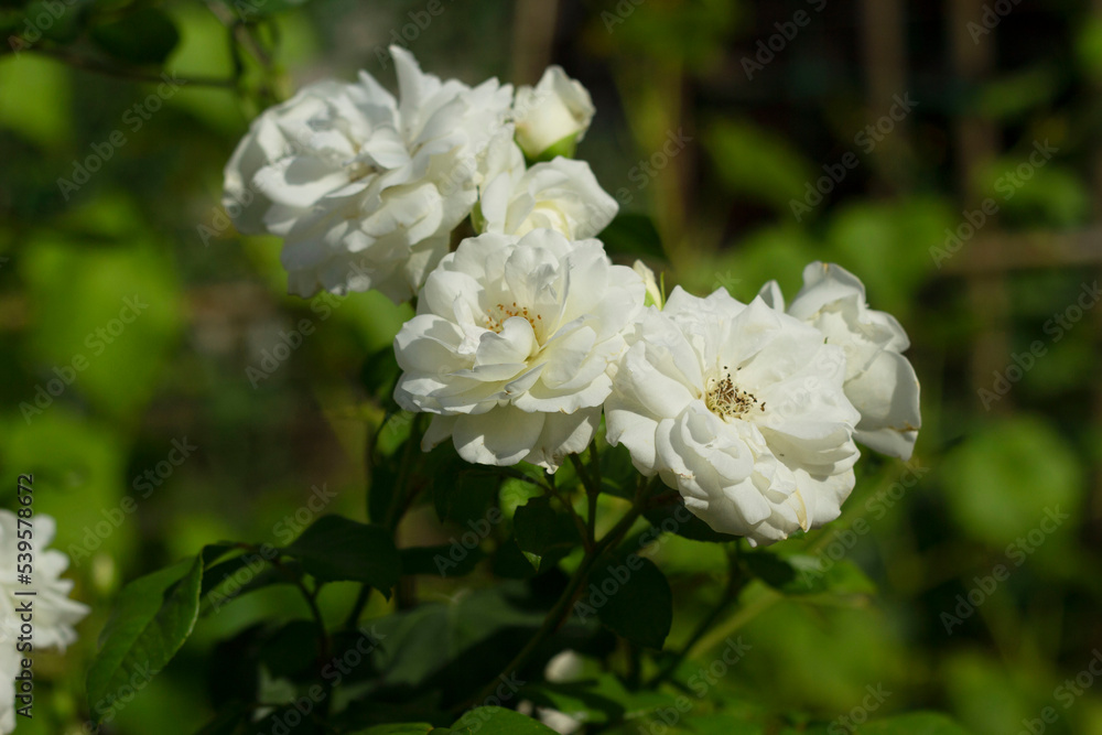 Flowers on a background of green leaves. White flowers decorate the infield Flowers on a background of green leaves. White flowers decorate the infield